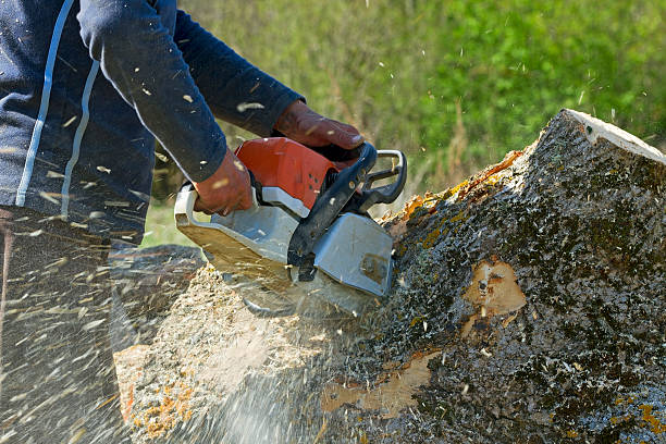 Dead Tree Removal in Cannon Af, NM